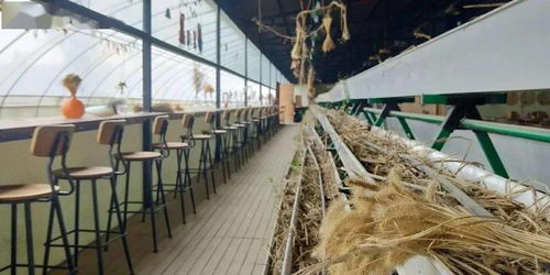 11.16 18 圍繞 水稻 開展的研學(xué)課程 節(jié)慶活動 產(chǎn)品開發(fā) 附教案